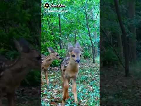 a beauti lful quran tilawat o