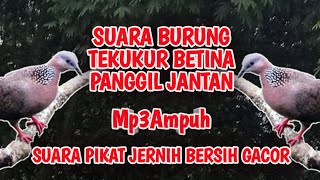 Download lagu SUARA BURUNG TEKUKUR BETINA PIKAT JANTAN, SUARA PIKAT TEKUKUR JERNIH, SUARA TEKUKUR PIKAT AMPUH MP3! mp3