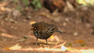 Download lagu Burung Anis Sisik (Zoothera dauma) makan terus mp3 Download lagu Burung Anis Sisik (Zoothera dauma) makan terus mp3