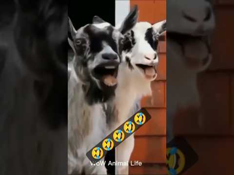 Goat: Funny Goat Angary attack 🤣🤣🤣🤣 #yashveer