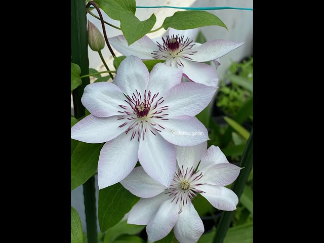 Clematis Omoshiro