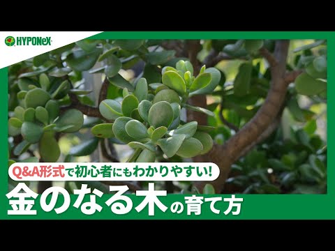 金のなる木 植物