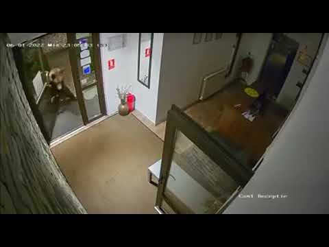 Urs filmat intr-o pensiune din Predeal