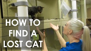 How to Find a Lost Cat