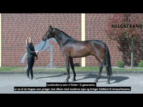 HELGSTRAND STALLION - Rockabye S 2020