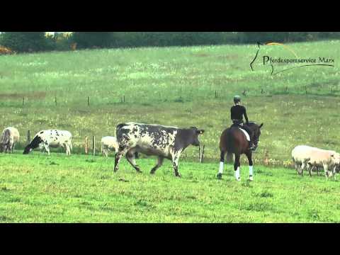 Lakordina *2010 www.pferdesportservice.de- Gelände