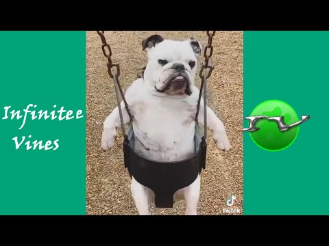 NEW IMPOSSIBILE CHALLENGE : Try Not To Laugh | Funniest AFV Vines 2025