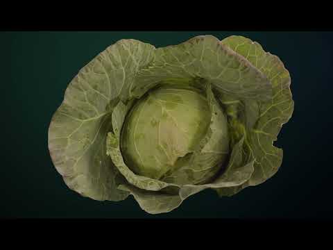 VICTORIA F1 - savurează siguranța în formă rotundă!