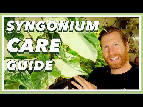 Syngonium COMPLETE Care Guide | How to Grow Syngonium podophyllum arrowhead plant
