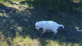 Video preview image #3 Goldendoodle Puppy For Sale in CHEYENNE, WY, USA