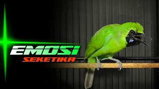 Download lagu 🔴EMOSI SEKETIKA‼️CUCAK IJO GACOR JAMTROK FULL MATERI mp3