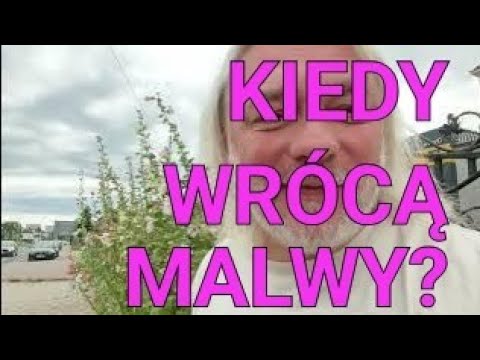 When will the old Polish hollyhocks, destroyed by hollyhock rust, return to gardens?