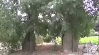 preview picture of video 'San Marino, California - Huntington Botanical Gardens Australian Garden HD (2014)'