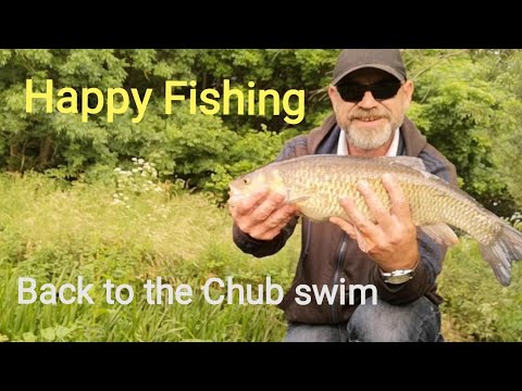 Small river fishing, Ledgering for Chub. Back to the Chub swim pt2