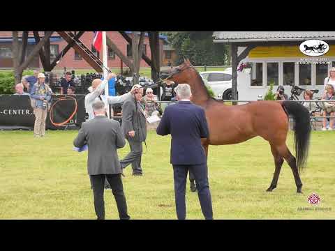 N 39 WOLOGDA   Strohen 2021 European C Show   Mares 7+ Years Old Class 1011