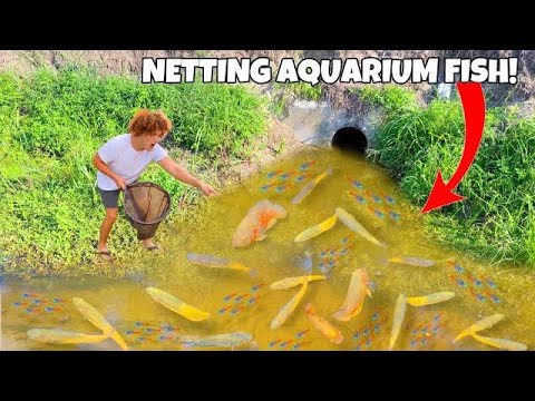 Catching WILD TETRAS And AQUARIUM Fish!