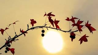 Download lagu سورة القلم - يوسف كالو _ Surat Al-Qalam - Yousef Kalo mp3 Download lagu سورة القلم - يوسف كالو _ Surat Al-Qalam - Yousef Kalo mp3