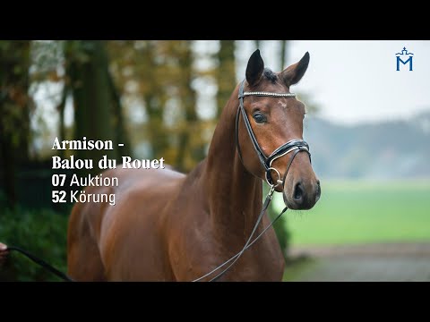 Nr. 7 Hengst v. Armison - Balou du Rouet