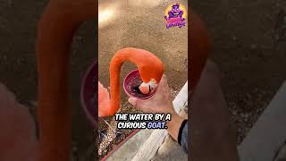 Funny Flamingo #flamingo #viralvideo