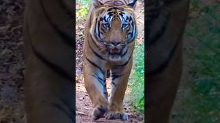Out of Nowhere… Tiger Taru Walked Straight at Us 😳🐅🔥 | Unforgettable Jungle Safari Encounter #tiger