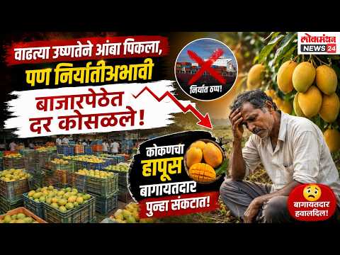 वाढत्या उष्णतेने आंबा पिकला, पण निर्यातीअभावी बाजारपेठेत दर कोसळले; कोकणचा हापूस बागायतदार पुन्हा संकटात!