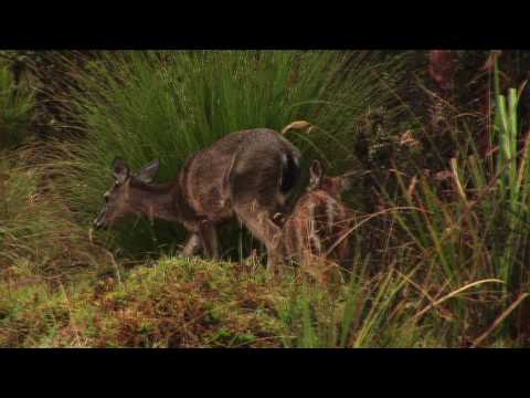 VIDEO INFORMATIVO SOBRE EL PNN CHINGAZA