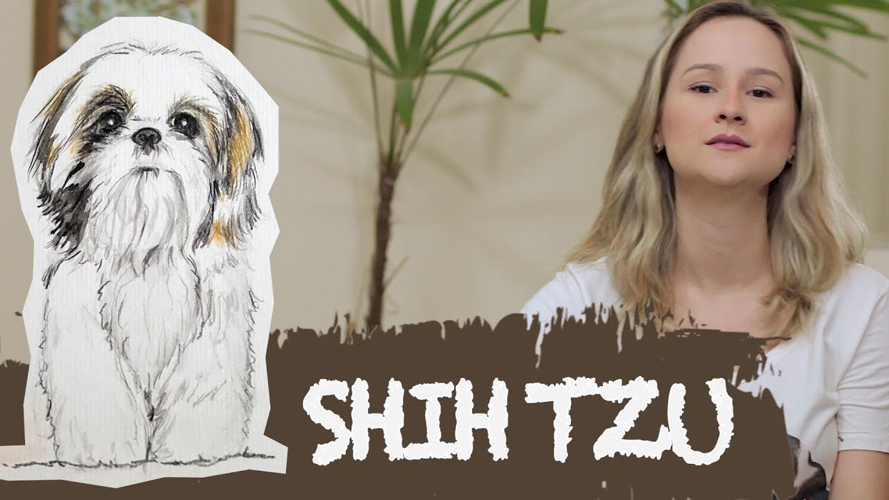 Não ADOTE ou COMPRE um SHIH TZU antes de ver esse vídeo - Ju Almeida Pet