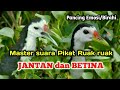 Pancing Emosi Master Suara Pikat Ruak
