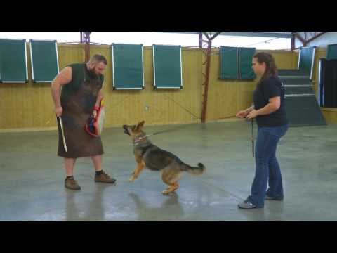 Beautiful Sable German Shepherd "Kaylin" 2 Yrs Protection Trained Personal Protection dog