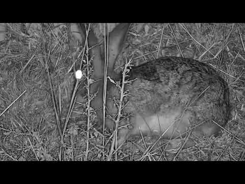 Djuma: Scrub Hare - 01:40 - 03/15/19