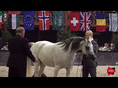 Ecaho European Show 2018 - Class 10