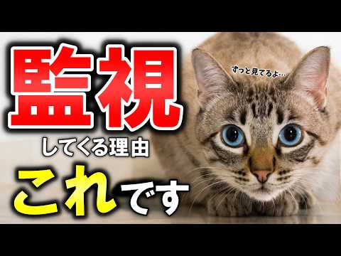 うちの猫が宇宙を見つめるのはなぜですか?