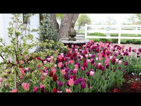 Before and After Planting Bulbs! (AMAZING TRANSFORMATION) 🌷💚