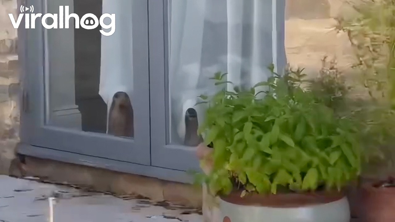 Spooky Sausage Dogs Haunt the Window || ViralHog