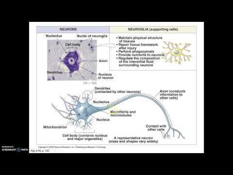 Tissues part 4 Smooth muscle and nervous Tissue