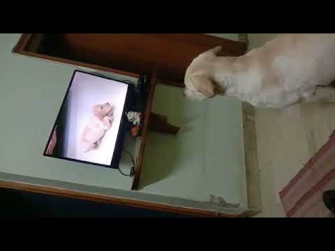 Simba following to 'sit' command ❣️❣️🐾@rockyandsimbaa820