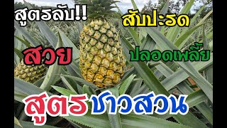 เคล็ดลับ สับปะรด สวย ปลอดเพลี่ย แมลง สูตรชาวสวน