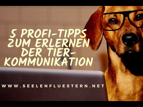 5 Profi-Tipps zum Erlernen der Tierkommunikation