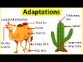 Adaptations 🐫🌵| Behavioural, Physiological & structural adaptations | Learn with examples