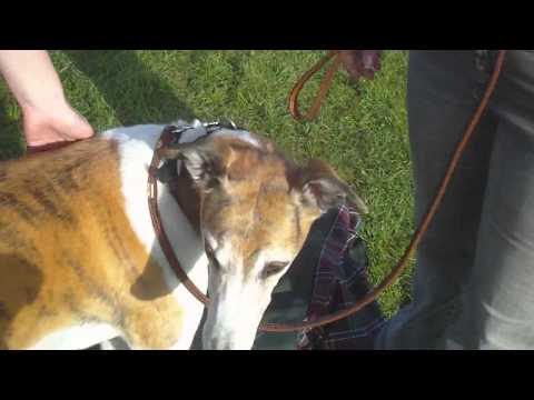 Interview with 'AP McCoy' :Talking Greyhound at the Point to Point