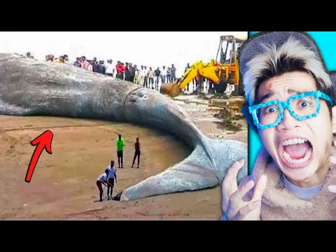 BERUSIA 2000 TAHUN!!! IKAN PURBA RAKSASA INI BERHASIL DI TANGGKAP USAI TENGGELAMKAN 20 KAPAL!!!