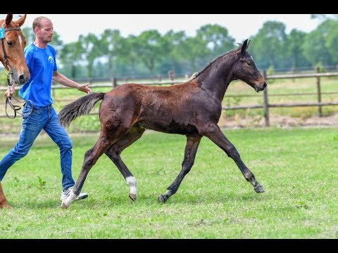Zangersheide Breeders Auction - Troubadour V Z
