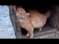 Orange Cat Wants Only Cuddle