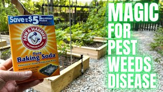 Add Baking Soda To Your Vegetable Garden And Watch What Happens