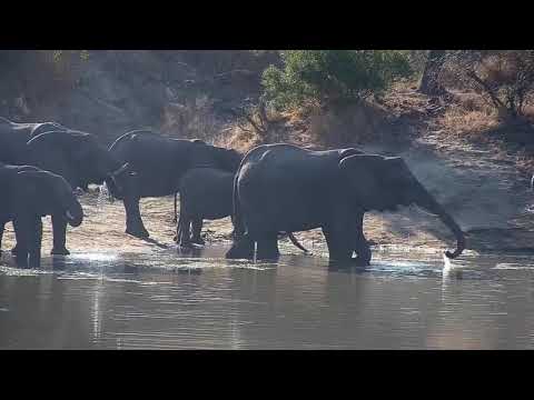 Djuma: Elephant herd gets a quick drink from the dam - 08:30 - 06/27/21