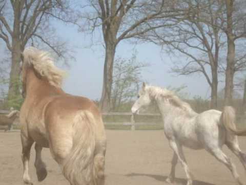 Happy horses; Fun in the water and playing and running, 4:10 WORTH WATCHING!