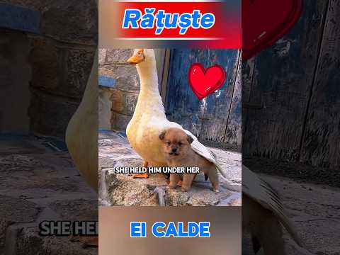 Puiul care a devenit mama unor rățuște 🐶🦆 #PuiCurajos #Rățuște #PovesteEmoționantă