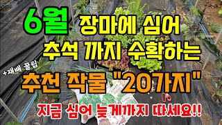 6월 장마전 심어 추석때까지 수확하는 작물 20가지 한번심고 오래 수확해 먹는 작물 #6월에심는작물 #텃밭농…