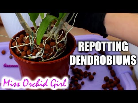, title : 'Repotting outdoor Dendrobium Orchids + Cutting old canes'