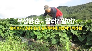 무성한 고구마순 잘러? 말어? 고구마줄기 휘묻이는 수량이 늘어날까?
